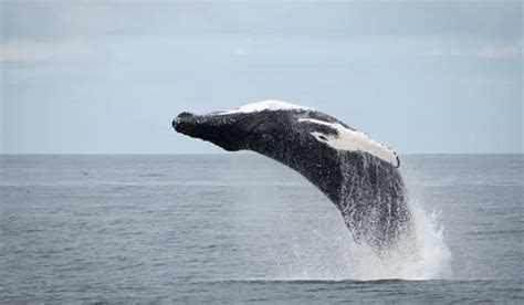 Whale Watching from Reykjavik | Reykjavik Excursions