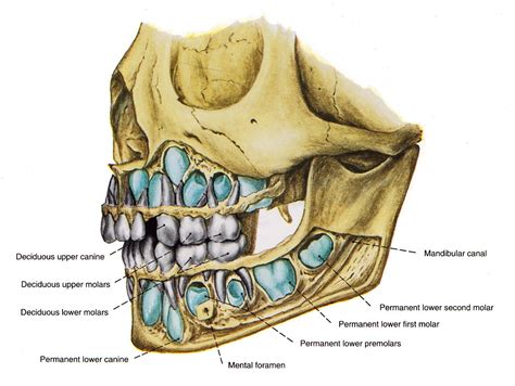 Pin on Teeth