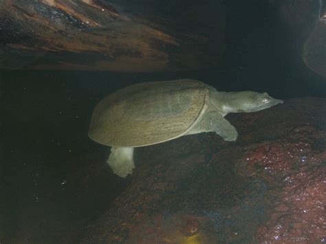 Chinese Soft-shelled Turtle - ZooChat