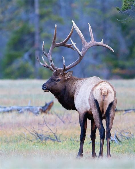 Rocky Mountain Elk - The Wild Life of Elk