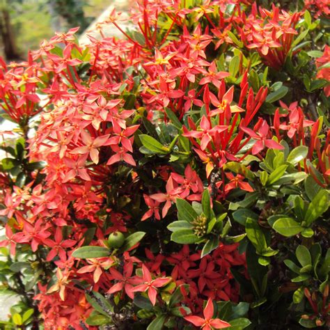 Plant of the Week: Ixora - VerdeGo