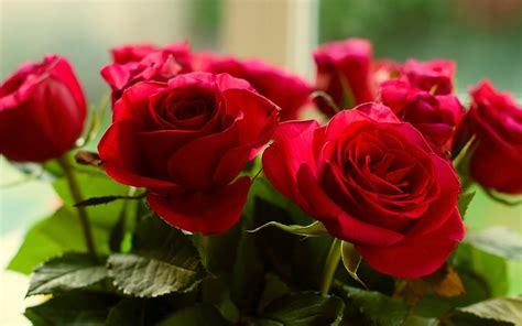 HD Roses Red Flowers Background Pictures Wallpaper | Download Free - 141889