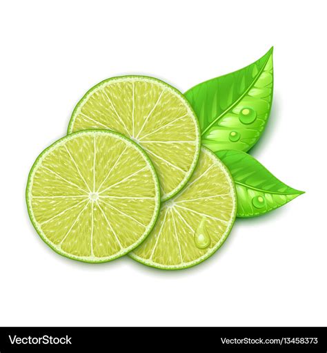 Lime slice Royalty Free Vector Image - VectorStock