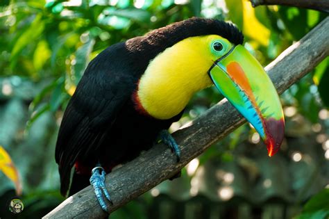 Wildlife Catalog: Keel Billed Toucan – Toucan Rescue Ranch