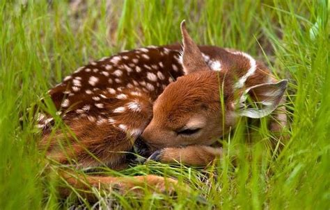 This Sleeping Baby Deer : r/Sleepinganimals