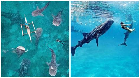 2020 Travel Guide: Whale Shark Watching in Oslob | Sugbo.ph - Cebu