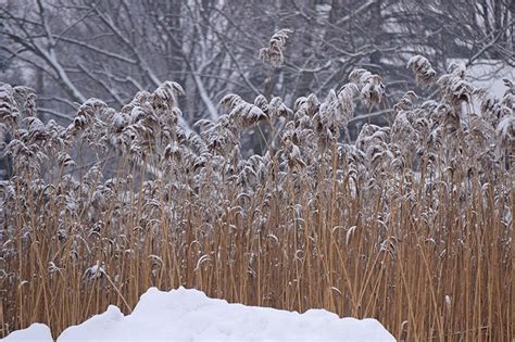 Ornamental Grasses In Winter | American Meadows