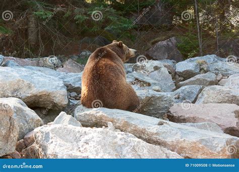 Grizzly Bear Sitting on the Rocks Stock Photo - Image of canada, predator: 71009508