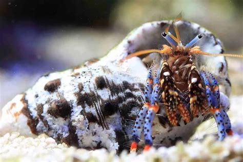 Species of Hermit Crabs: Guide, Trivia & More!