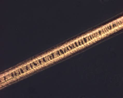 Polar Bear Fur Microscope