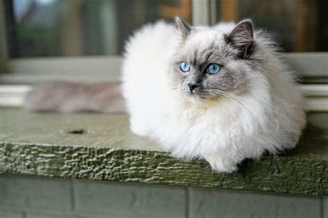 Mèo Ragdoll giá bao nhiêu? Giống mèo này có đặc điểm gì, cách chăm sóc ...