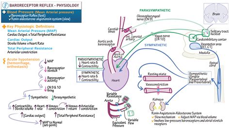 Neurological System: Baroreceptor Reflex: Anatomy & Physiology | ditki ...