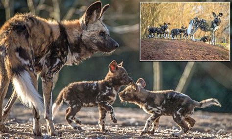 African Painted Dog Puppies : African Wild Dog Facts Animal Facts Encyclopedia / Threats such as ...