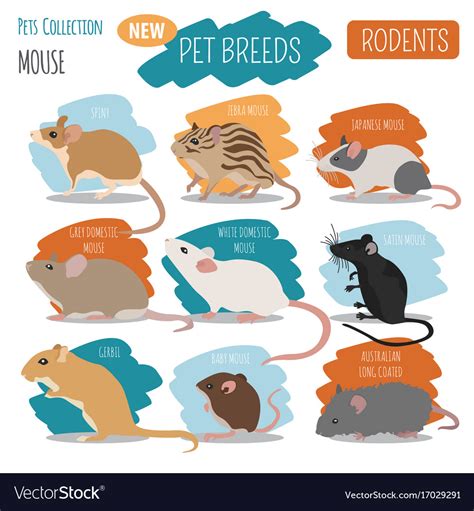 Mice breeds icon set flat style isolated on white Vector Image