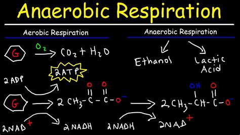 aerobic vs anaerobic respiration lactic acid and ethanol fermentation ...