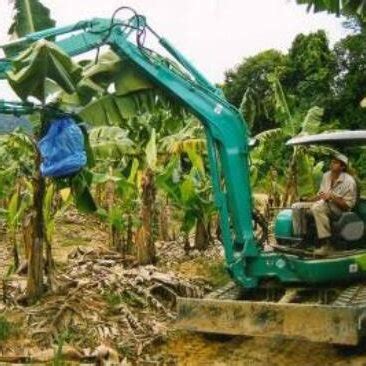 (PDF) Mechanized Technology Research and Equipment Application of Banana Post-Harvesting: A Review