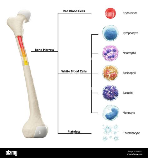 Bone marrow stem cells Cut Out Stock Images & Pictures - Alamy