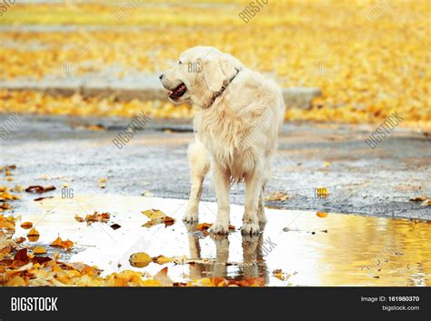 Funny Labrador Image & Photo (Free Trial) | Bigstock