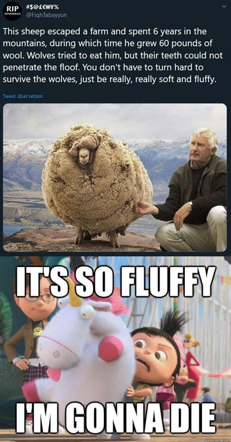 SO FLUFFY!!! : r/memes