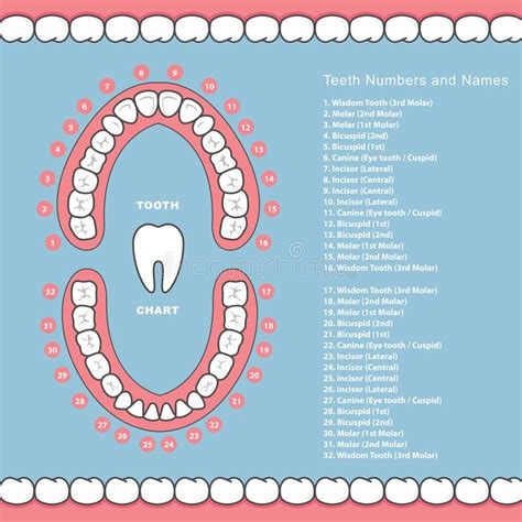 Tooth chart with names - dental infographics, teeth in jaw royalty free illustration | Teeth ...