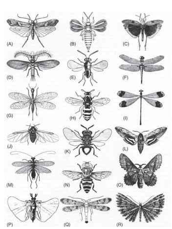 insect wings - Google Search | Insect tattoo, Wasp tattoo, Insect wings