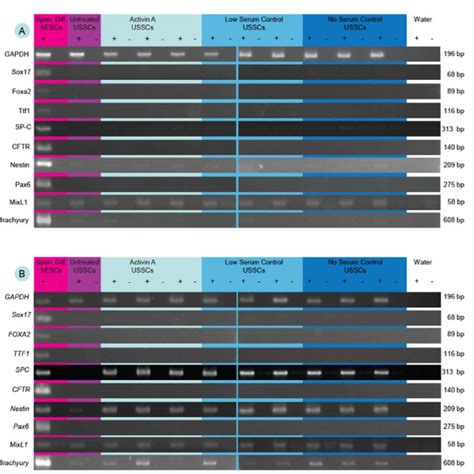 Markers of endoderm, ectoderm and mesoderm differentiation in Activin A ...