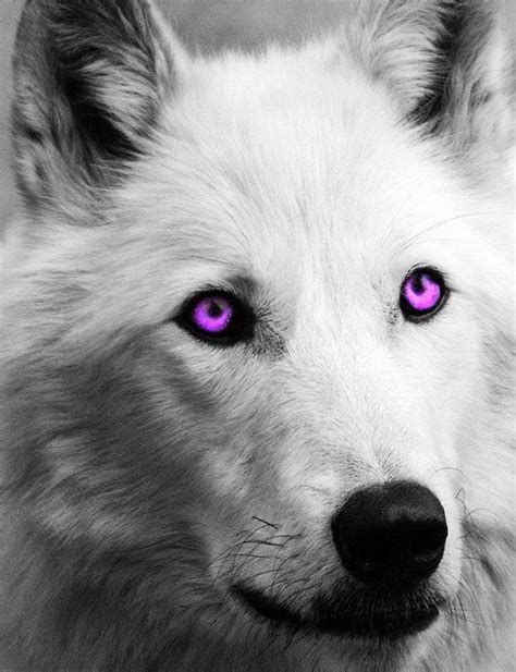 Albino Wolf Red Eyes