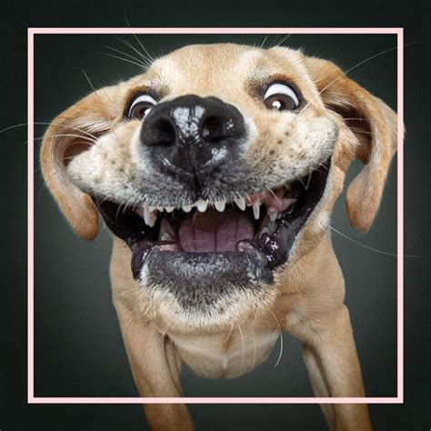 Christian Vieler Takes Viral, Funny-faced Dog Photos for a Living (And We're Jealous) | BeChewy