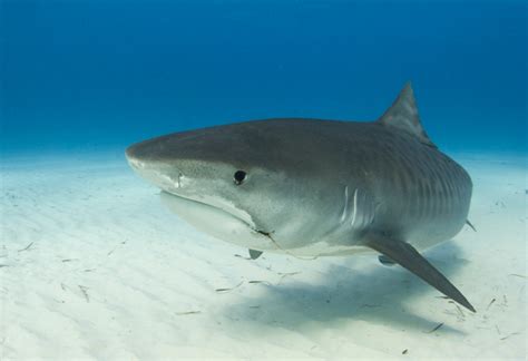 Tiger Shark Facts | Extreme Shark Facts!