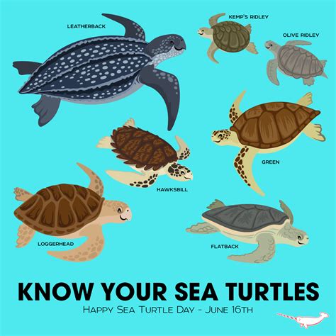 About Sea Turtles | Sea Turtle, Inc | animal alphabet | Pinterest | Turtle, Marines and Animal