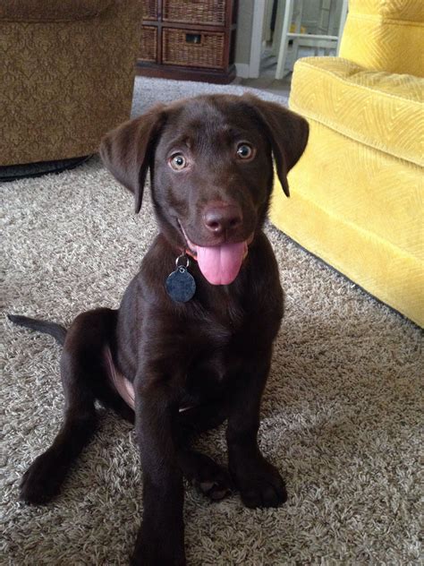 Chocolate lab puppy | Cute little puppies, Lab puppies, Chocolate lab puppies