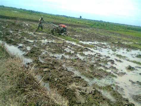 Teknik Pengolahan Lahan Sawah untuk Padi ~ TLOGO TANI