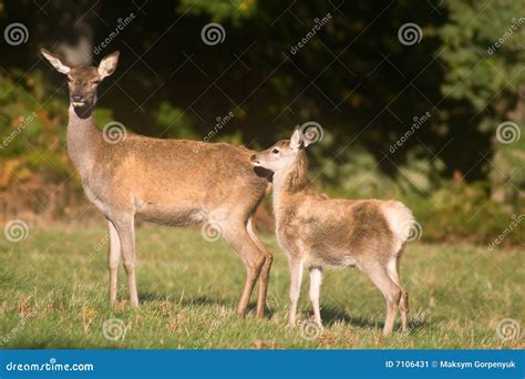 Mother Deer And Baby Deer Stock Image - Image: 7106431