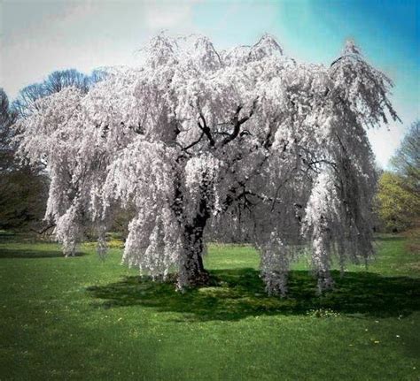 Buy White Weeping Cherry Trees | The Tree Center