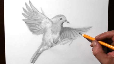 Robin Bird Flying Drawing