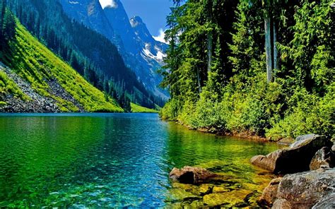 Forest Mountain River Nature Desktop Wallpaper