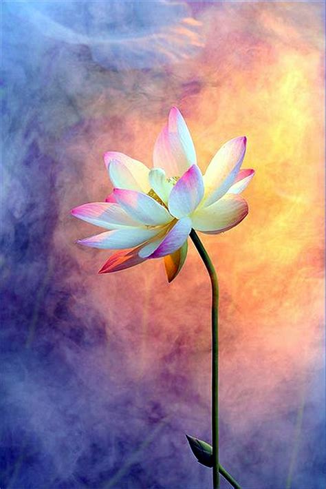 40 Peaceful Lotus Flower Painting Ideas - Bored Art