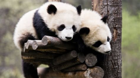 Funny Baby Pandas - Riset