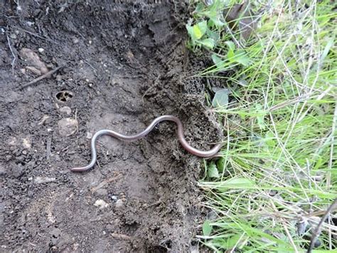 10 Facts About The Texas Blind Snake - Snake Radar