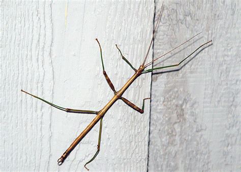 Walkingstick (Family Heteronemiidae) – Field Station