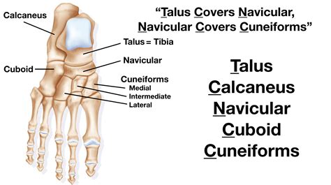 Foot Anatomy: Tarsal Bone Mnemonic, Names, Labeled Diagram, Location ...