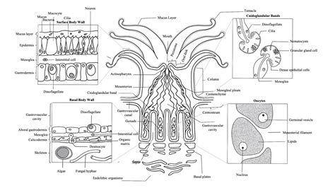 Microscopic Anatomy - Coral Disease & Health Consortium