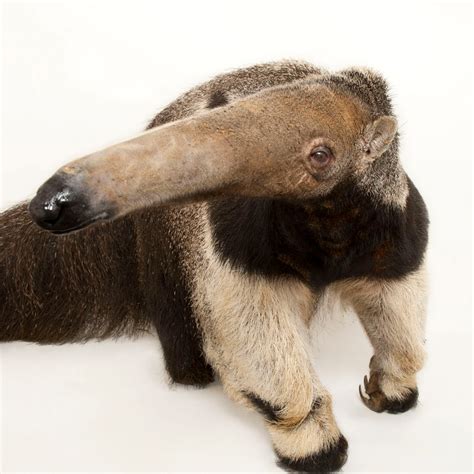 Giant Anteater