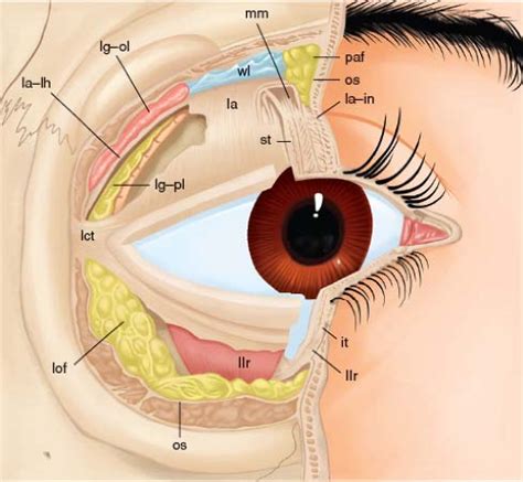 Normal and Abnormal Eyelid Function | Ento Key