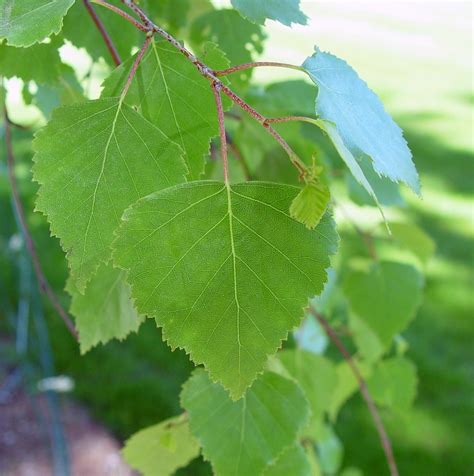 Betula pendula (European weeping birch): Go Botany