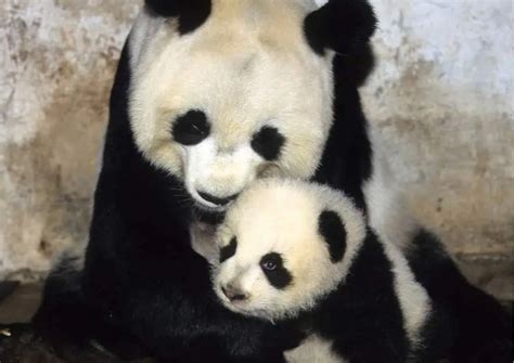 Giant Panda Behavior - AnimalBehaviorCorner