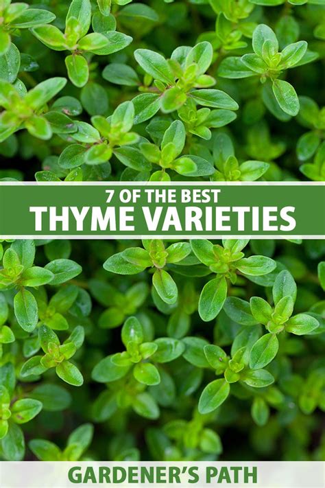 7 of the Best Thyme Varieties for Your Herb Garden