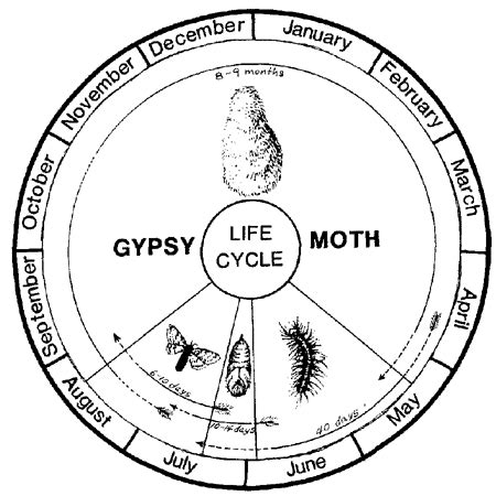 CT Gypsy Moth - Life Cycle and Related Moths