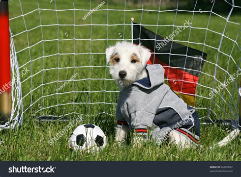 Dog Playing Football Stock Photo 46180072 : Shutterstock