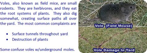 How to Get Rid of Voles in the Yard, Garden, or House - Field Mouse